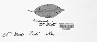 Pucciniastrum areolatum image